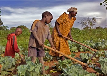 agriculture traditionnelle en afrique
