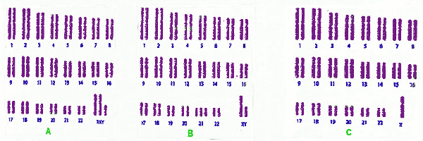 caryotypes