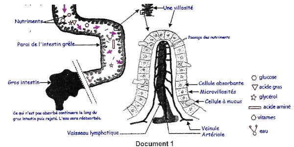 vesicule intestinale